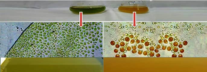 Beta Carotene - Dunalilla salina algae